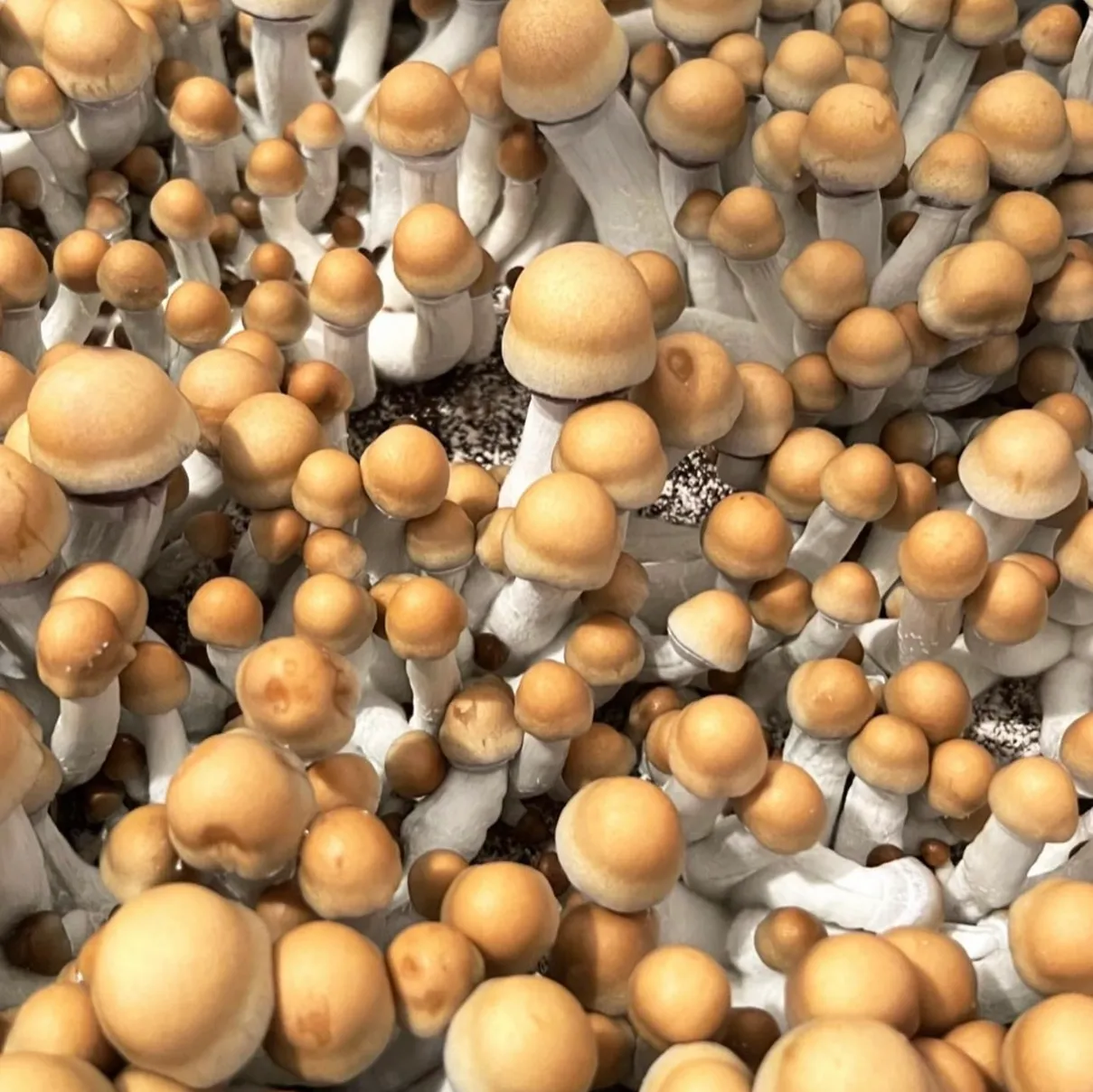 Texas Yellow Caps