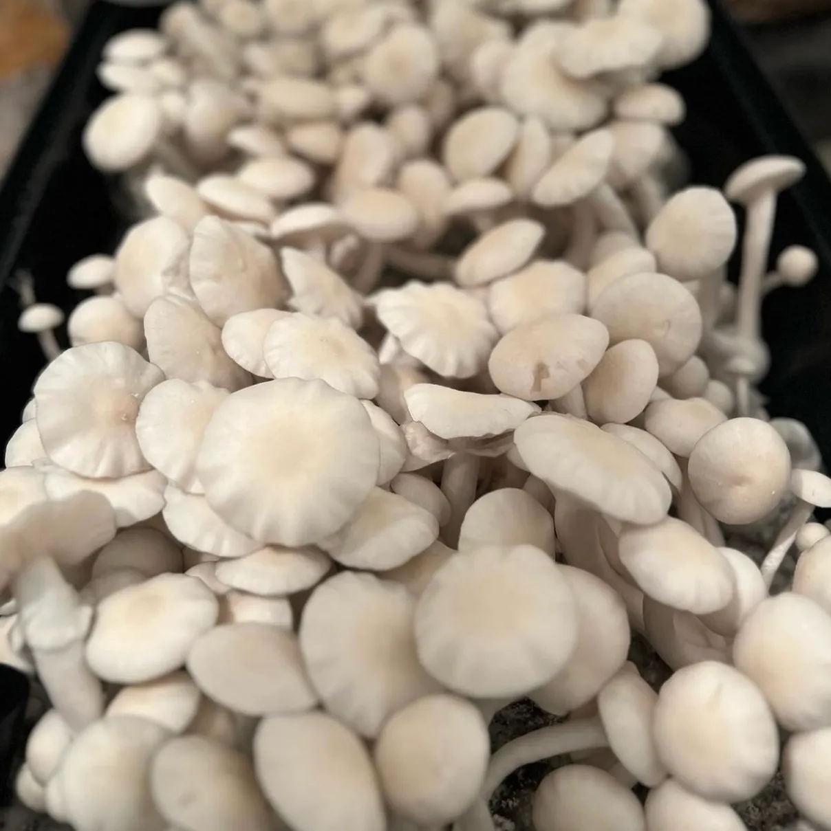 Albino Burma