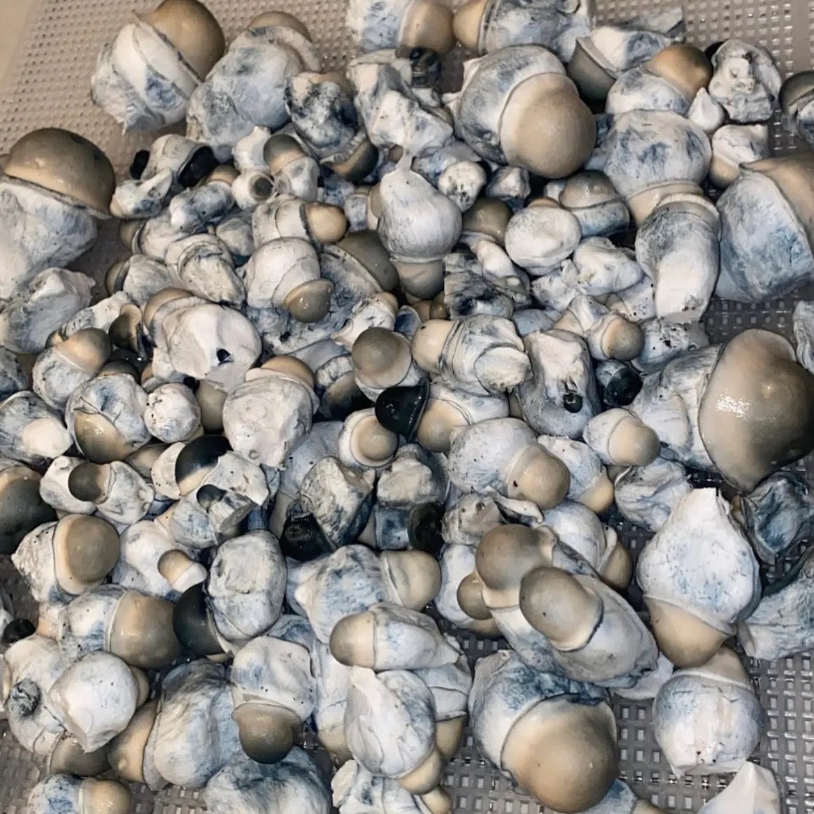 P.E Albino