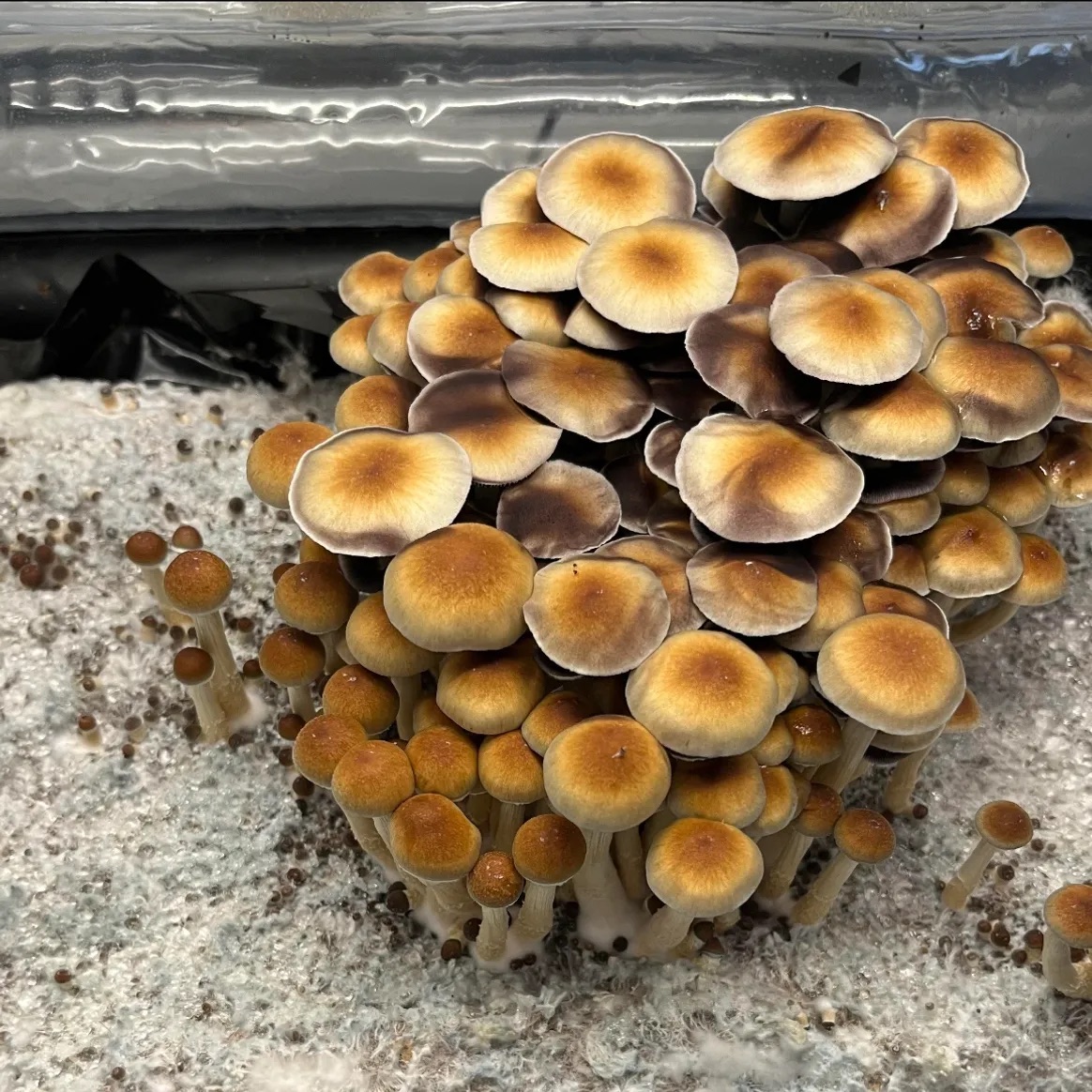 Golden Teacher