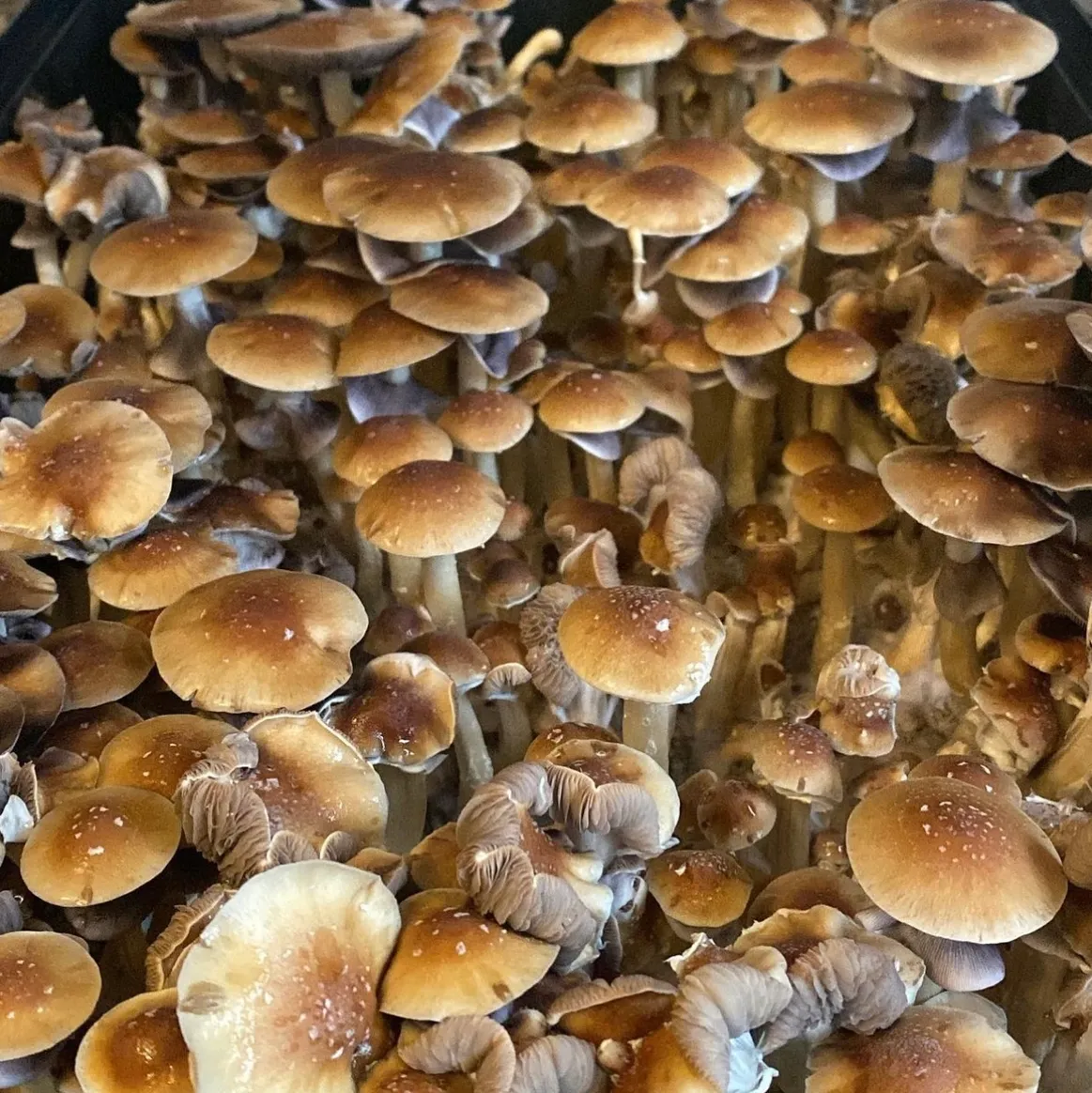 Blue Meanies